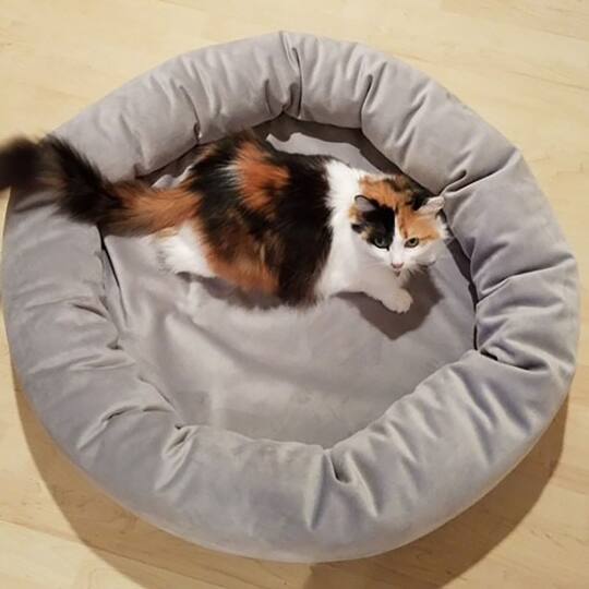 Royal Pet Bed Medium Washable Luxury Velvet Dog Bed
